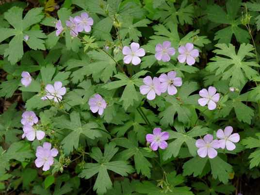 {Geranium maculatum}